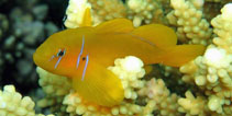 Image of Gobiodon citrinus (Poison goby)
