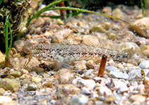 Image of Gobius couchi (Couch\