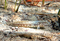 Image of Gobius couchi (Couch\