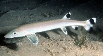Image of Gonorynchus greyi 