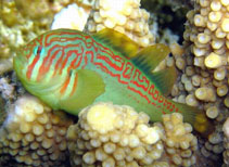 Image of Gobiodon histrio (Broad-barred goby)