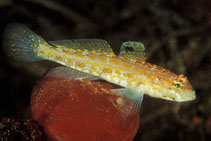 Image of Gobius kolombatovici (Kolombatovic\