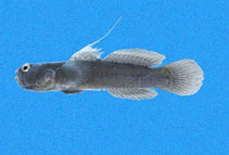 tn_Gopar_m0.jpg