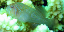 Image of Gobiodon rivulatus (Rippled coralgoby)