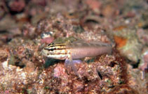 Image of Gobius tetrophthalmus 