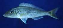 Image of Grammatotria lemairii 