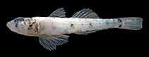 Image of Grallenia solomonensis (Solomons goby)