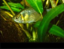 Image of Gymnocorymbus thayeri (False black tetra)