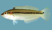 Image of Halichoeres bicolor (Pearly-spotted wrasse)