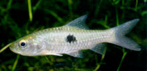 Image of Hampala dispar 