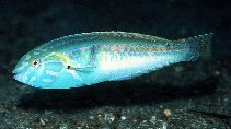 Image of Halichoeres hartzfeldii (Hartzfeld\