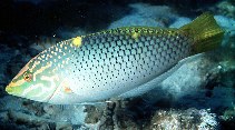 Image of Halichoeres hortulanus (Checkerboard wrasse)