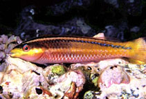 Image of Halichoeres insularis (Socorro wrasse)