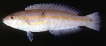 Image of Halichoeres leptotaenia 