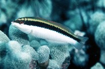 Image of Halichoeres maculipinna (Clown wrasse)
