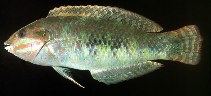 Image of Halichoeres margaritaceus (Pink-belly wrasse)