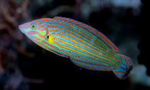 Image of Halichoeres melanurus (Tailspot wrasse)
