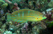 Image of Halichoeres melanurus (Tailspot wrasse)