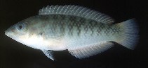 Image of Halichoeres nigrescens (Bubblefin wrasse)