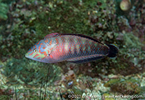 Image of Halichoeres nigrescens (Bubblefin wrasse)