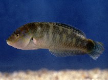 Image of Halichoeres nigrescens (Bubblefin wrasse)