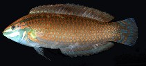 Image of Halichoeres ornatissimus (Ornamented wrasse)