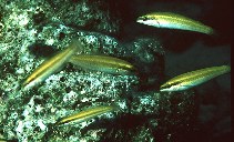 Image of Halichoeres pictus (Rainbow wrasse)