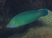 Image of Halichoeres richmondi (Richmond\