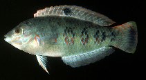 Image of Halichoeres timorensis (Timor wrasse)