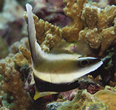 Image of Heniochus chrysostomus (Pennant bannerfish)