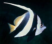 Image of Heniochus diphreutes (False moorish idol)
