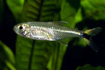Image of Hemigrammus micropterus 
