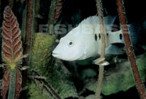 Image of Herichthys minckleyi (Minkley\