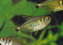 Image of Holopristis ocellifera (Head-and-taillight tetra)