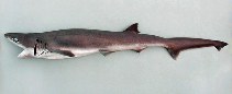 Image of Heptranchias perlo (Sharpnose sevengill shark)