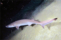 Image of Heptranchias perlo (Sharpnose sevengill shark)