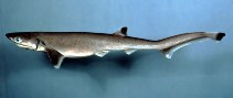 Image of Heptranchias perlo (Sharpnose sevengill shark)