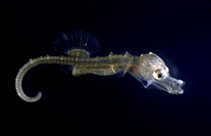 Image of Hippocampus hippocampus (Short-snouted seahorse)