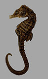tn_Hipat_f0.jpg