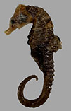 tn_Hipat_m0.jpg