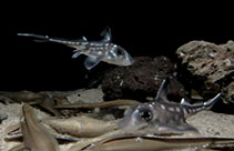 Image of Hydrolagus colliei (Spotted ratfish)