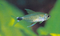 Image of Hyphessobrycon elachys 