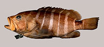 Image of Hyporthodus ergastularius (Sevenbar grouper)