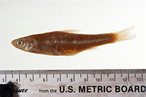 Image of Hybognathus hayi (Cypress minnow)