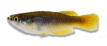 Image of Hypsopanchax jubbi (Southern deepbody)