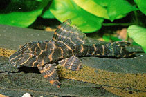 Image of Hypostomus latifrons 