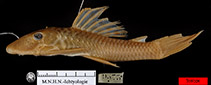Image of Hypostomus lima 