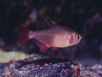 Image of Megalamphodus micropterus 