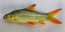 Image of Hypselobarbus nitidus (Kerala beauty)