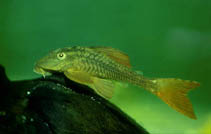 Image of Hypostomus soniae 